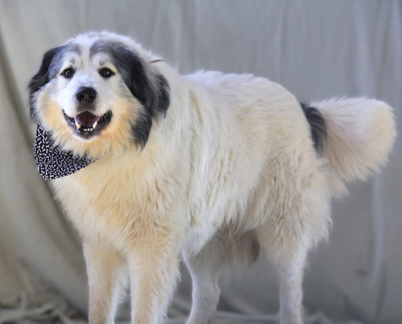 Enlarge George, a Adoptable Great Pyrenees in Brownstown, IN image 2/4