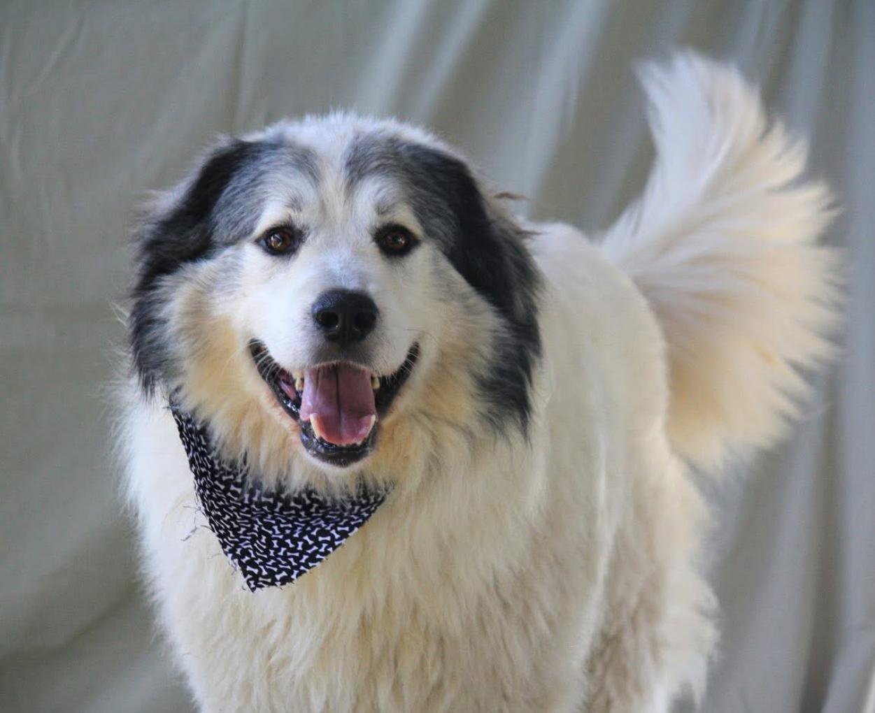 Enlarge George, a Adoptable Great Pyrenees in Brownstown, IN image 3/4