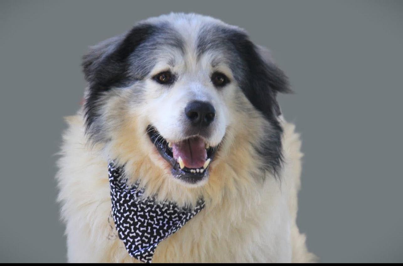 Enlarge George, a Adoptable Great Pyrenees in Brownstown, IN image 4/4