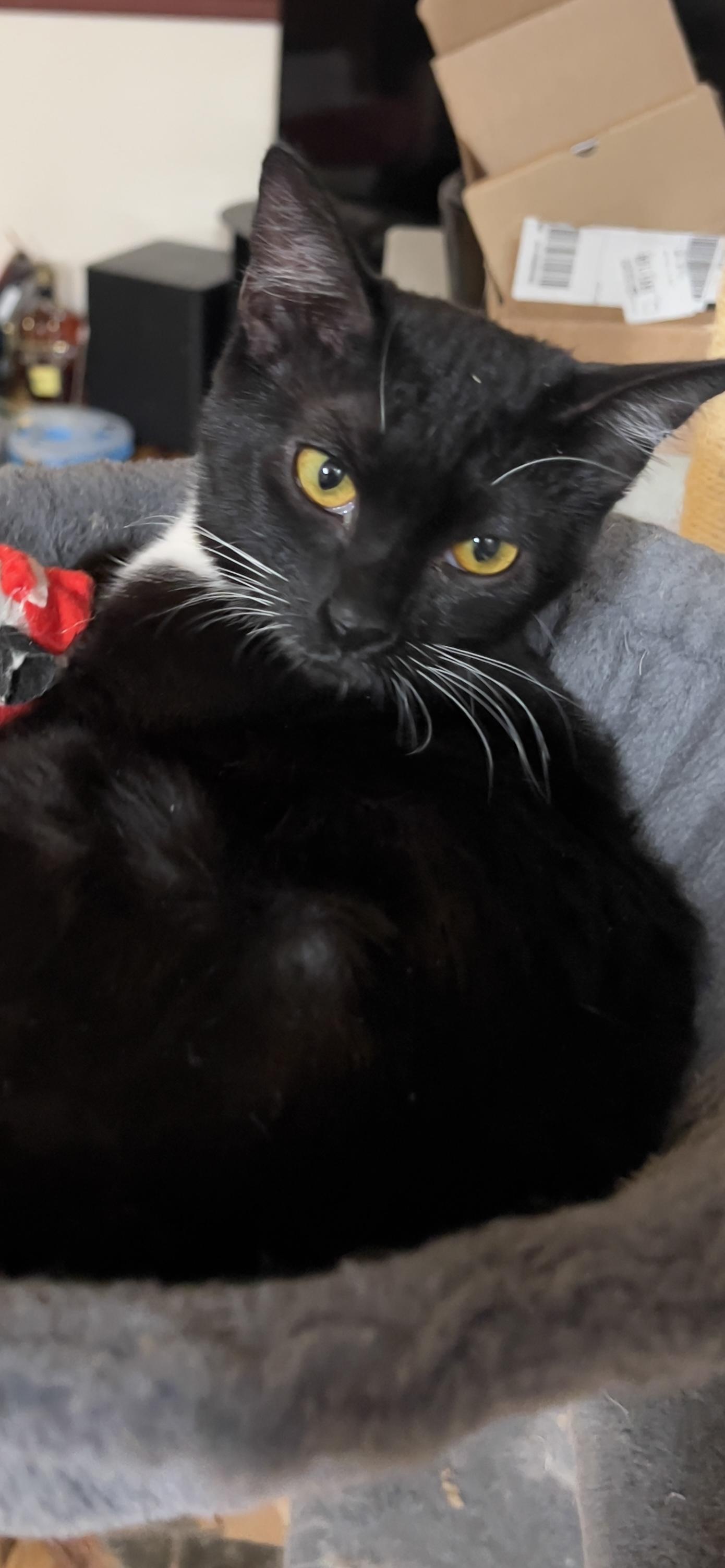 Enlarge Coco Groth, a ADOPTABLE Domestic Short Hair in Morrison, CO image 3/3