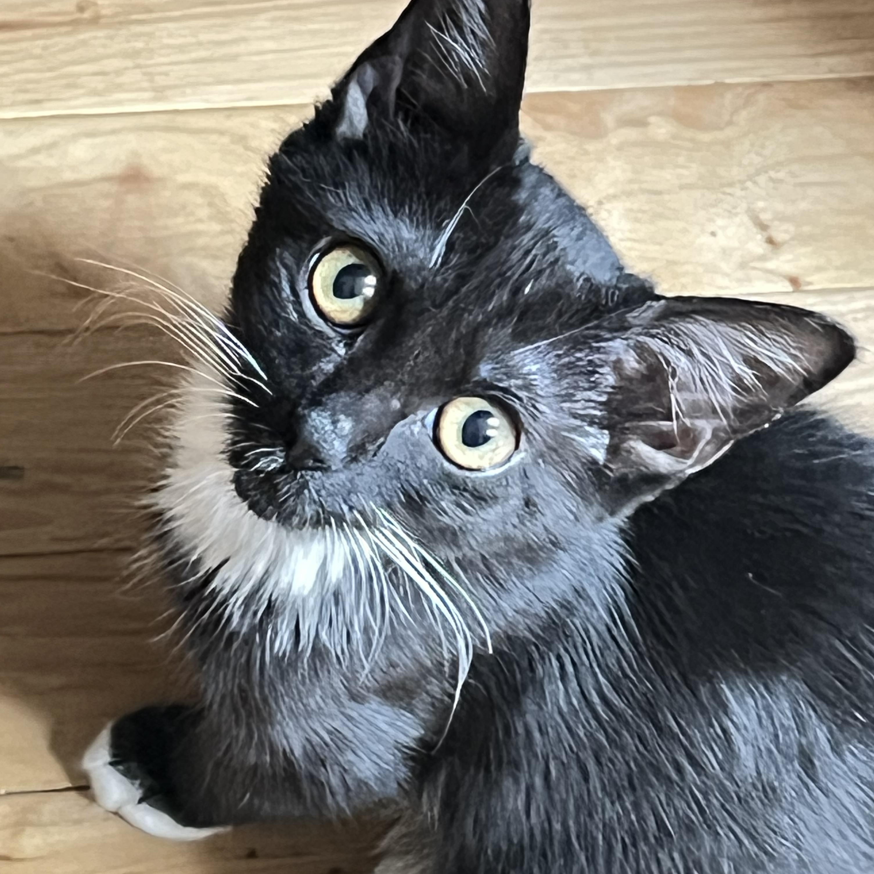 Coco Groth, ADOPTABLE, Young Female Domestic Short Hair.