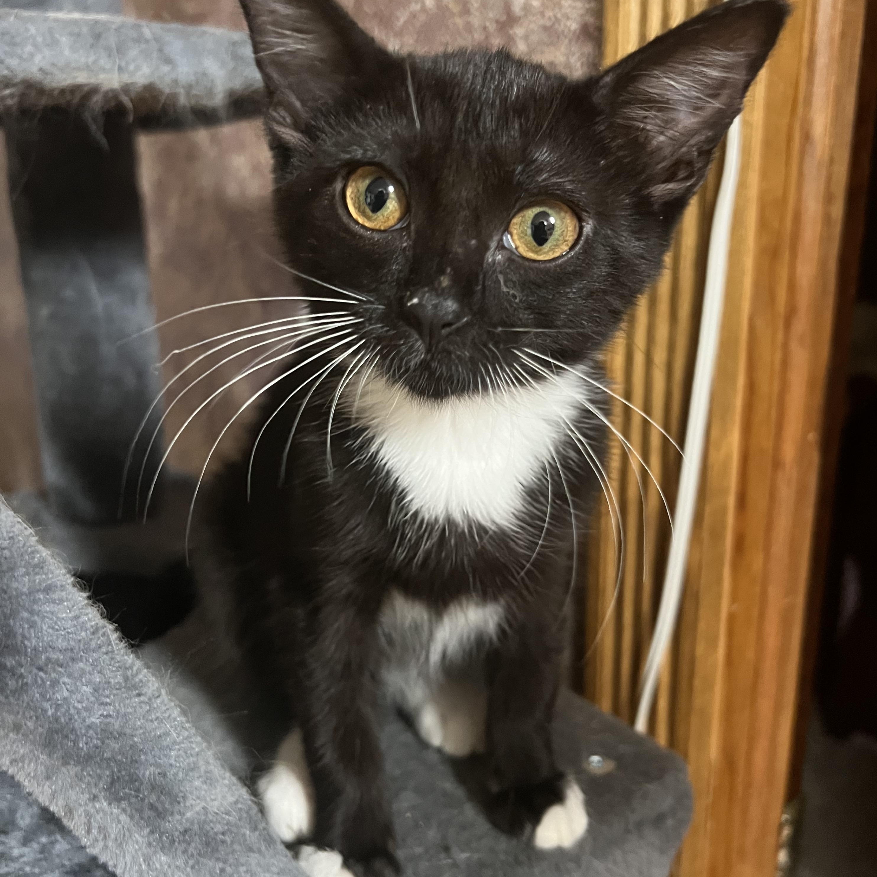 Enlarge Coco Groth, a ADOPTABLE Domestic Short Hair in Morrison, CO image 2/3