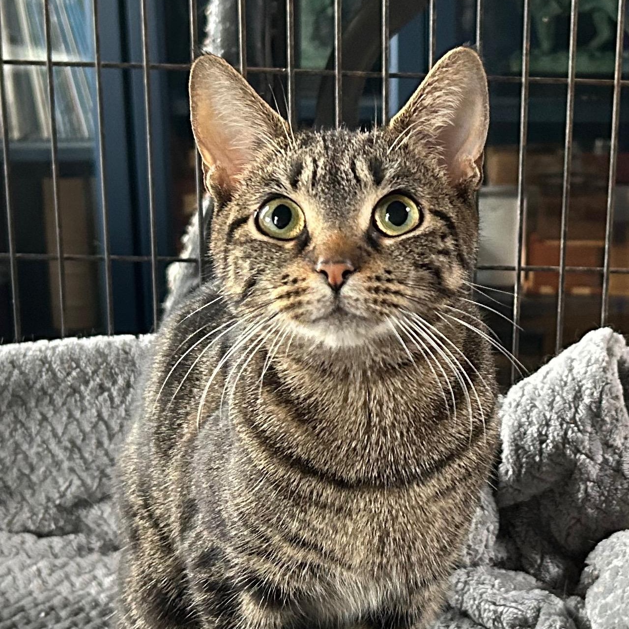 Fern, ADOPTABLE, Young Female Domestic Short Hair.