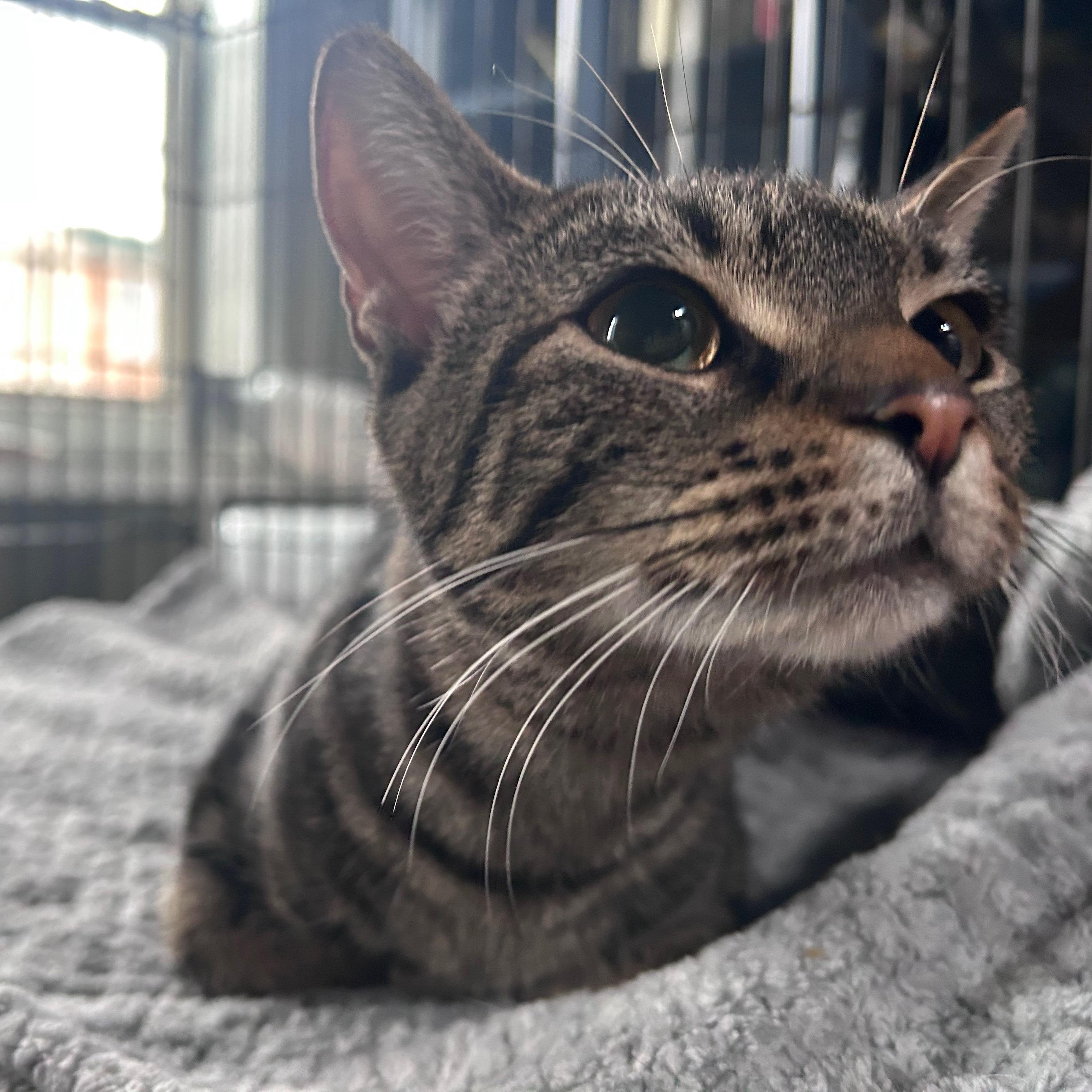 Enlarge Fern, a ADOPTABLE Domestic Short Hair in Baltimore, MD image 2/3