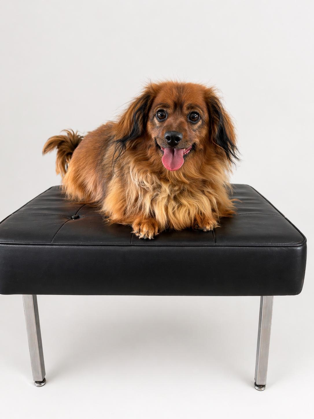 Jenni, adopted, Adult Female Dachshund (Long Haired).