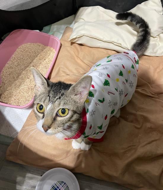 VIRGINIA, Adoptable, Adult Female Domestic Short Hair.