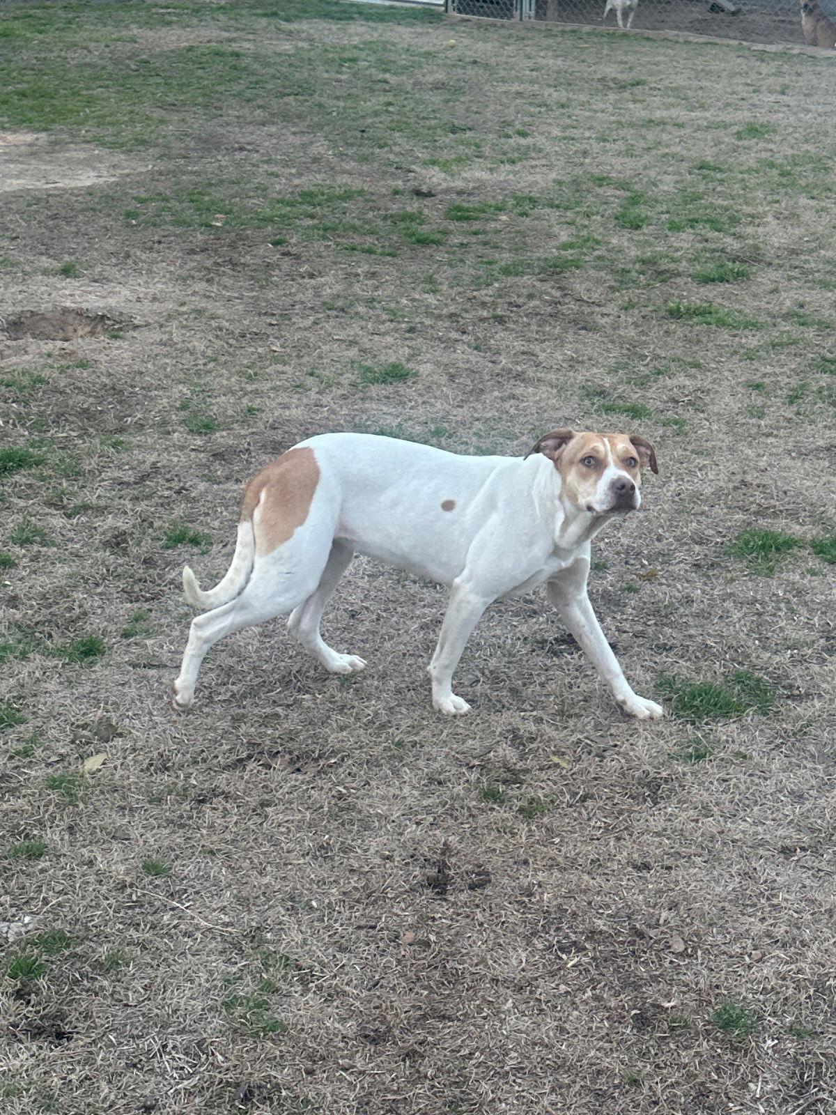 Posey, Adoptable, Puppy Female Hound.