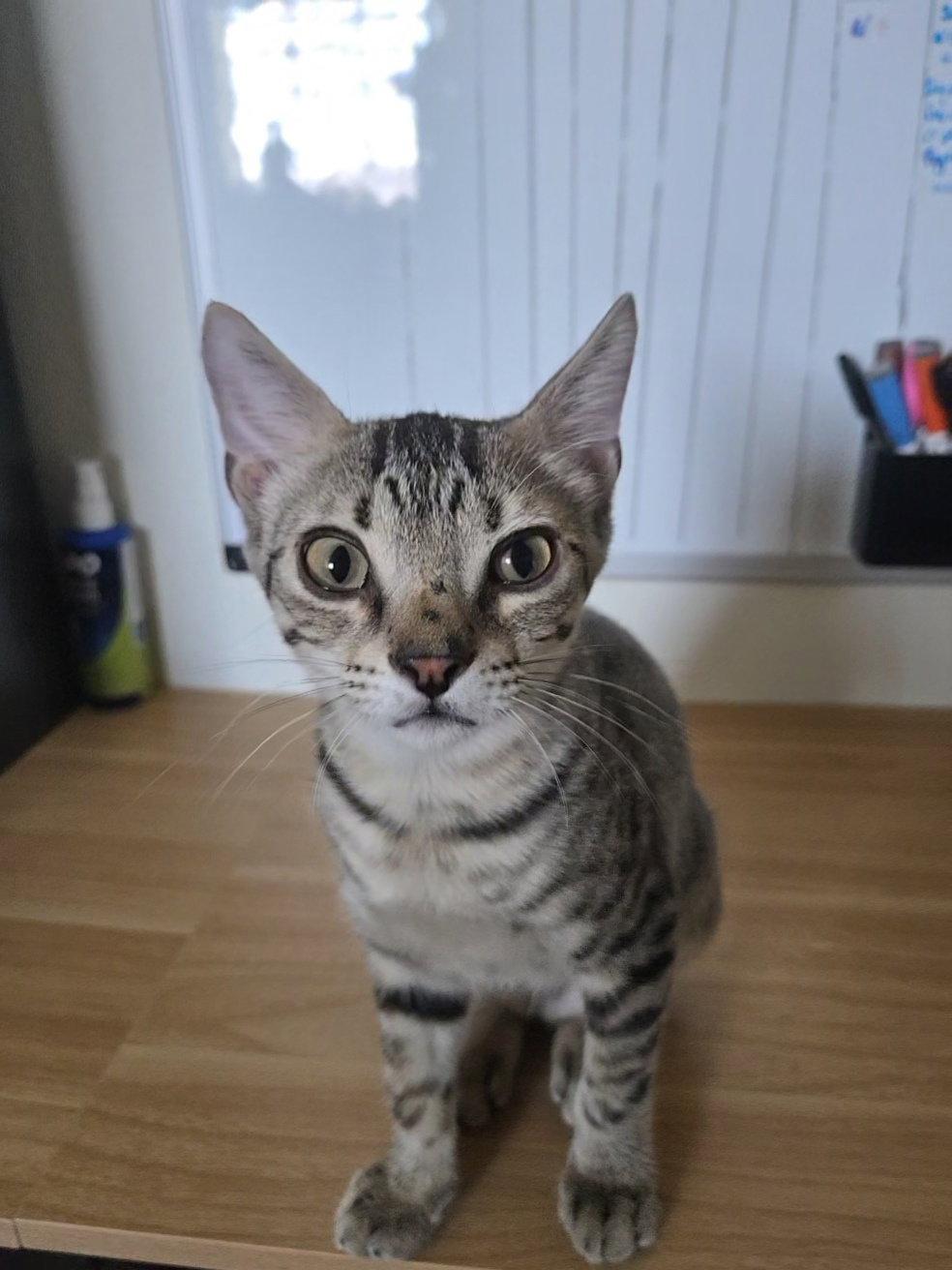 Scott, Adoptable, Young Male Domestic Short Hair.