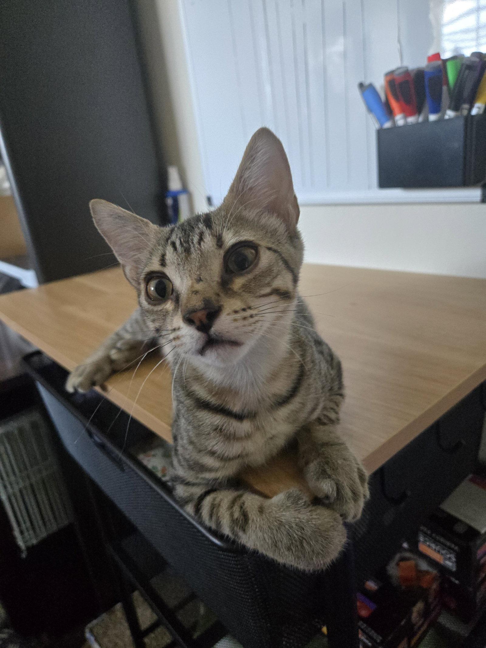 Enlarge Scott, a Adoptable Domestic Short Hair in McKinney, TX image 2/3
