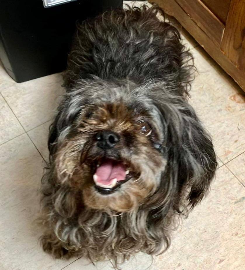 Hannah, Adoptable, Senior Female Terrier.