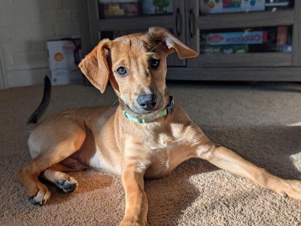 Enlarge Lucas, a Adoptable mixed breed in Jefferson Hills, PA image 2/3