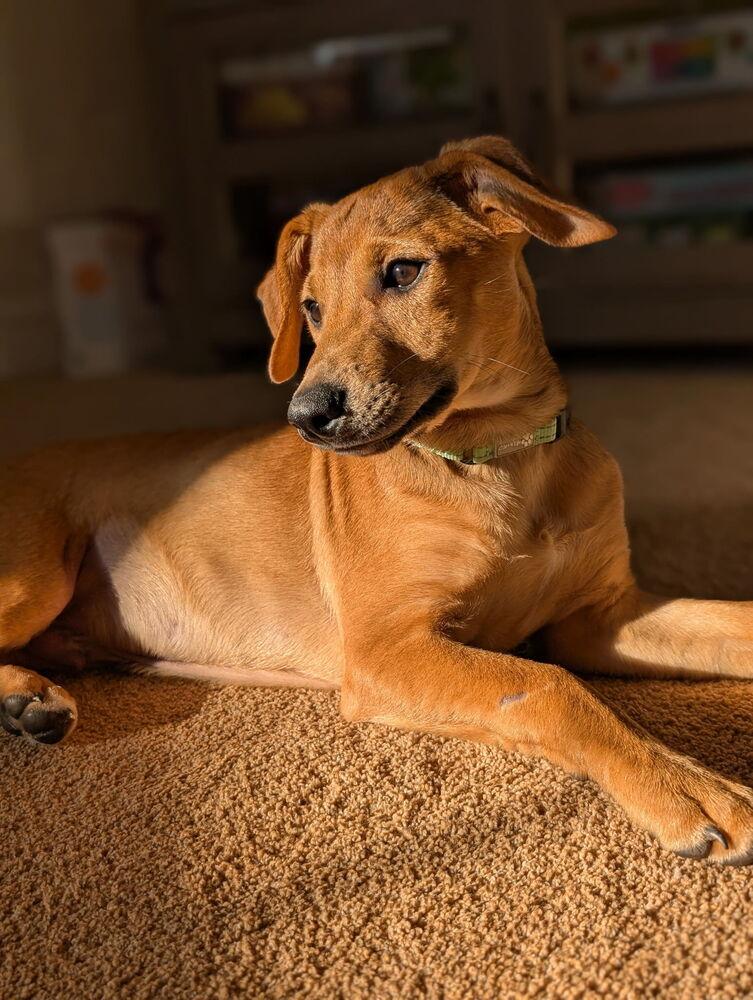 Enlarge Lucas, a Adoptable mixed breed in Jefferson Hills, PA image 3/3