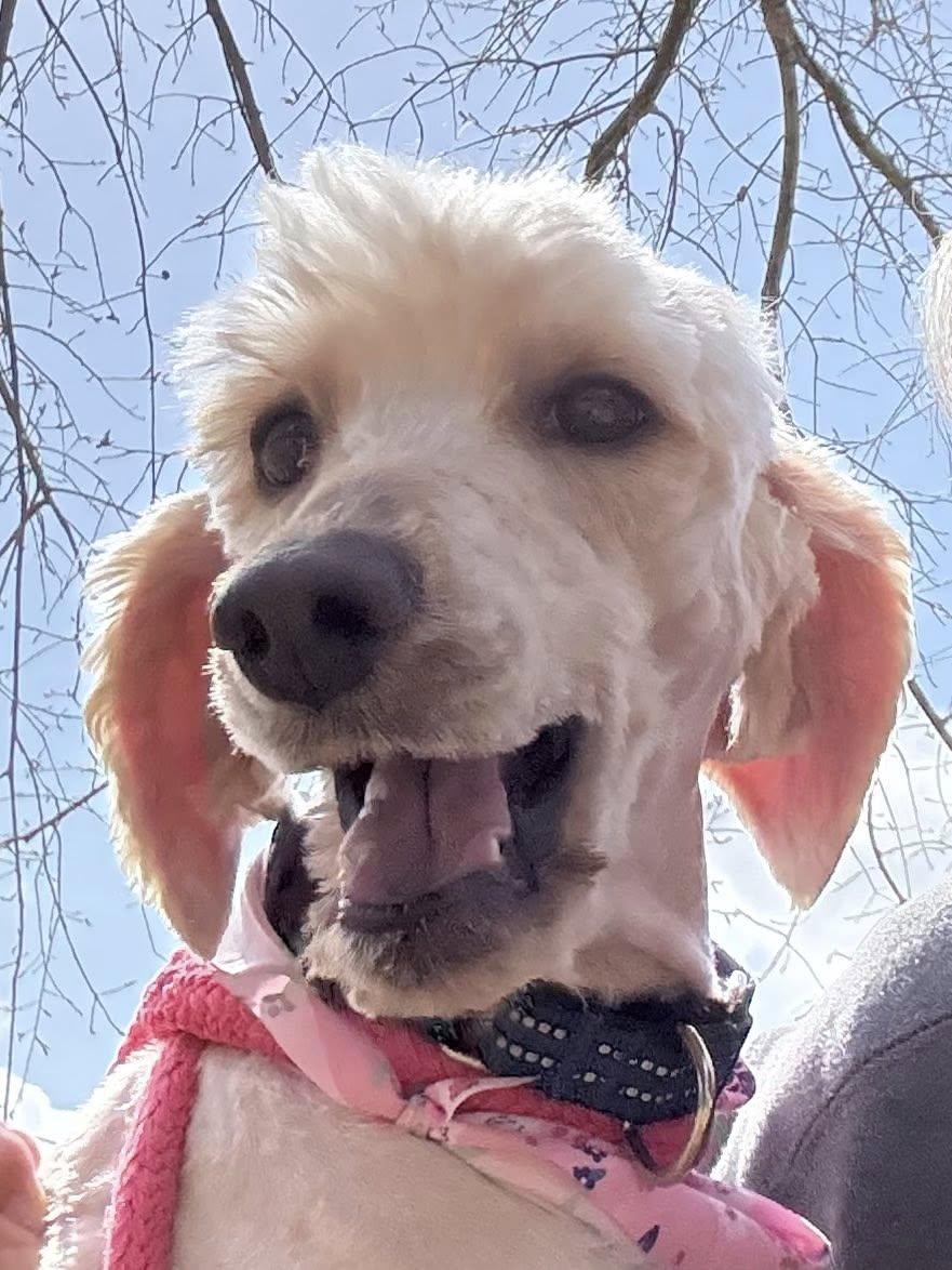 Enlarge Poppy, a ADOPTABLE mixed breed in Salisbury, NC image 1/4