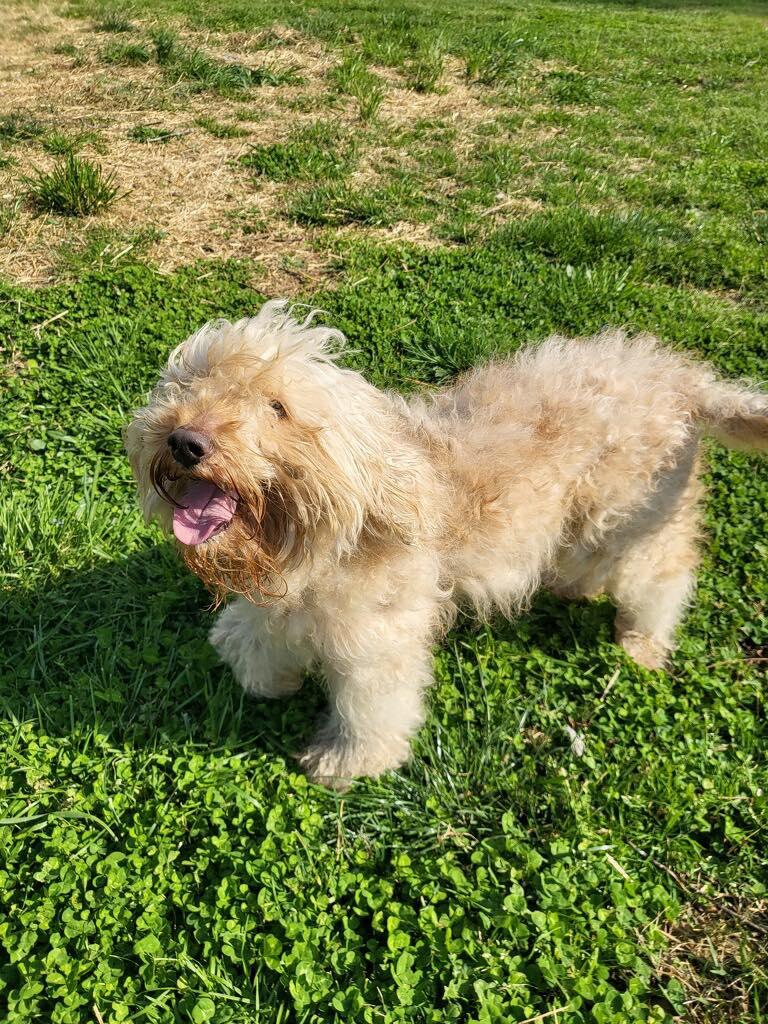 Enlarge Poppy, a ADOPTABLE mixed breed in Salisbury, NC image 4/4