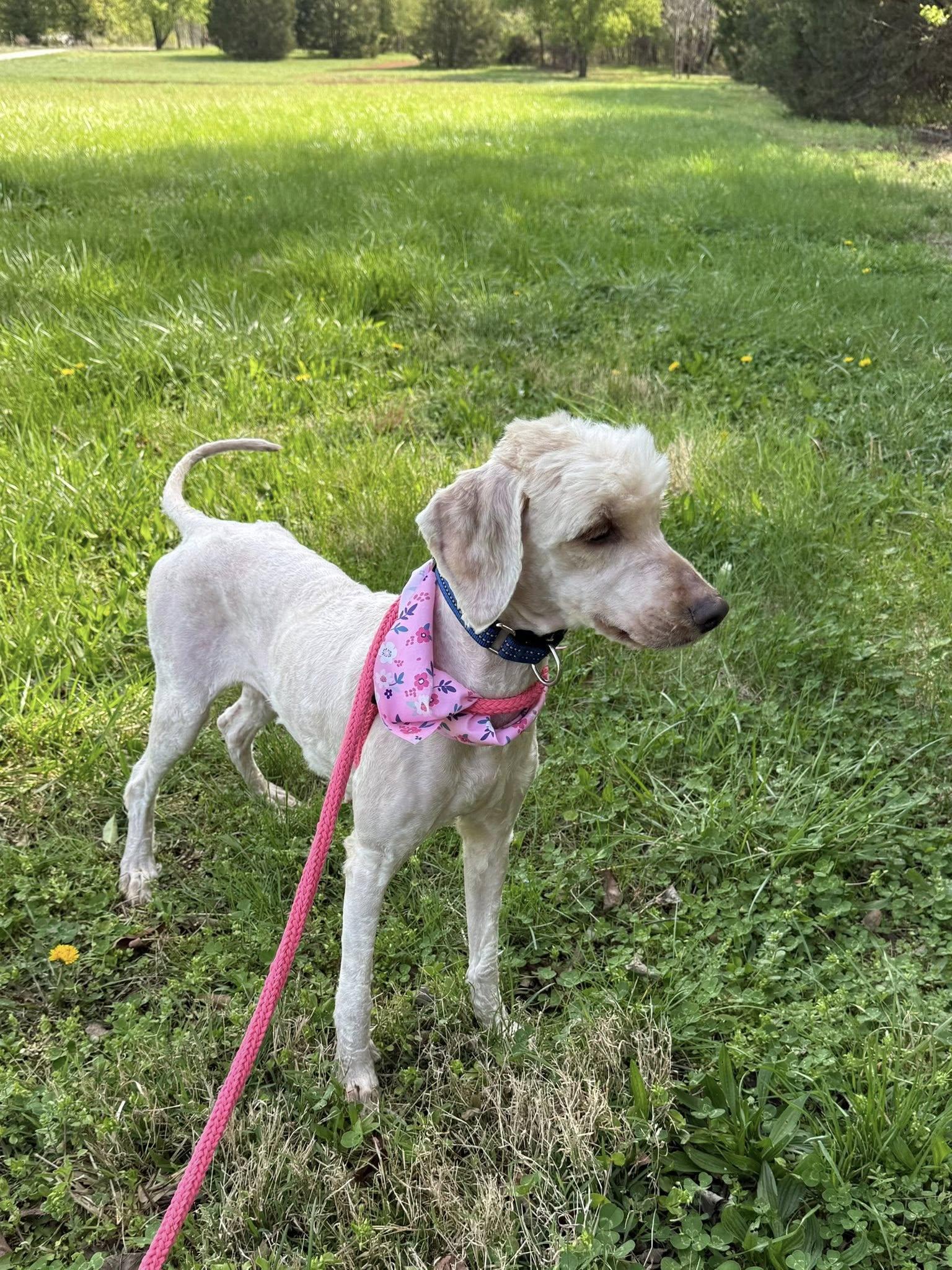 Enlarge Poppy, a ADOPTABLE mixed breed in Salisbury, NC image 2/4