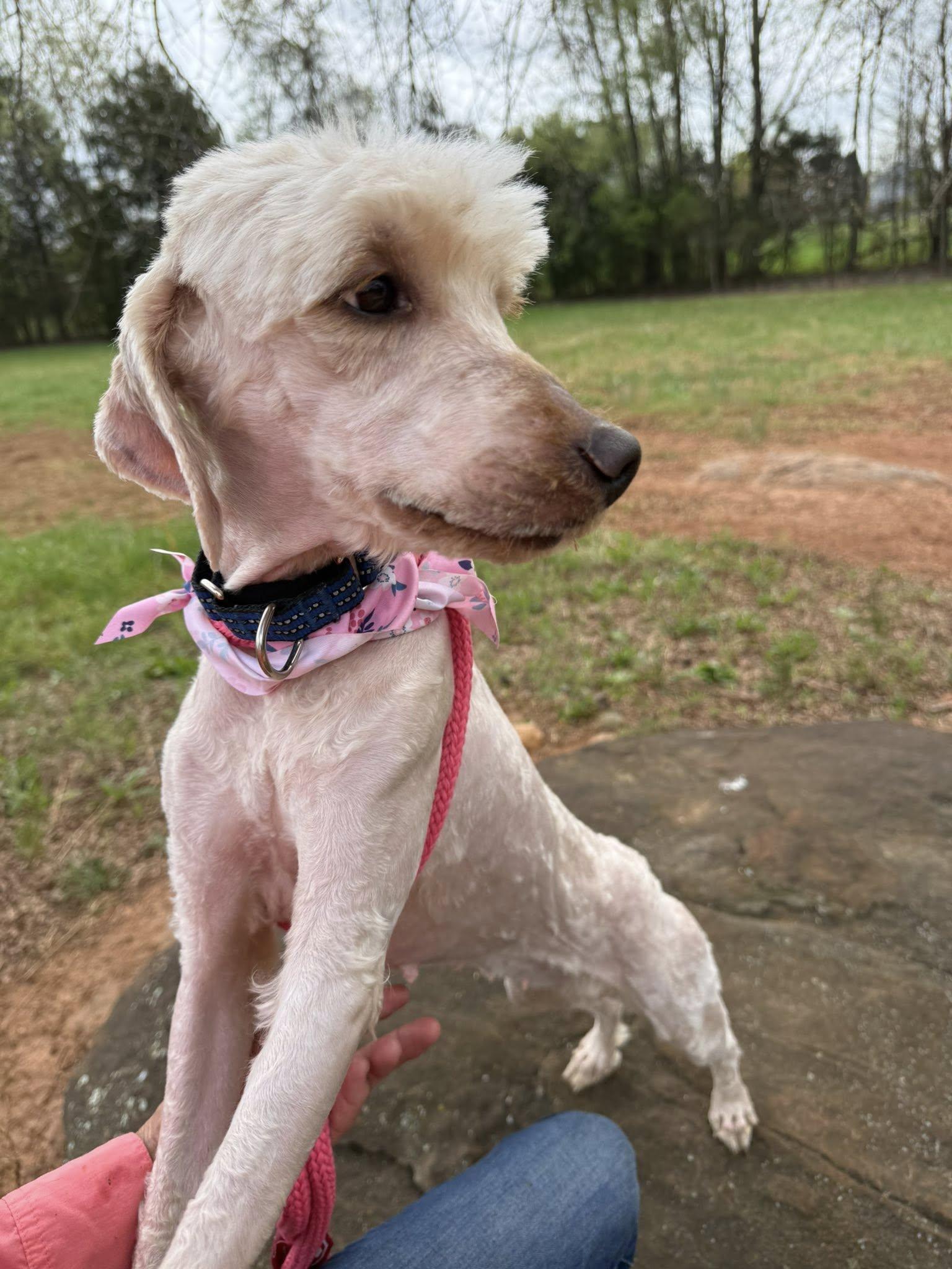 Enlarge Poppy, a ADOPTABLE mixed breed in Salisbury, NC image 3/4