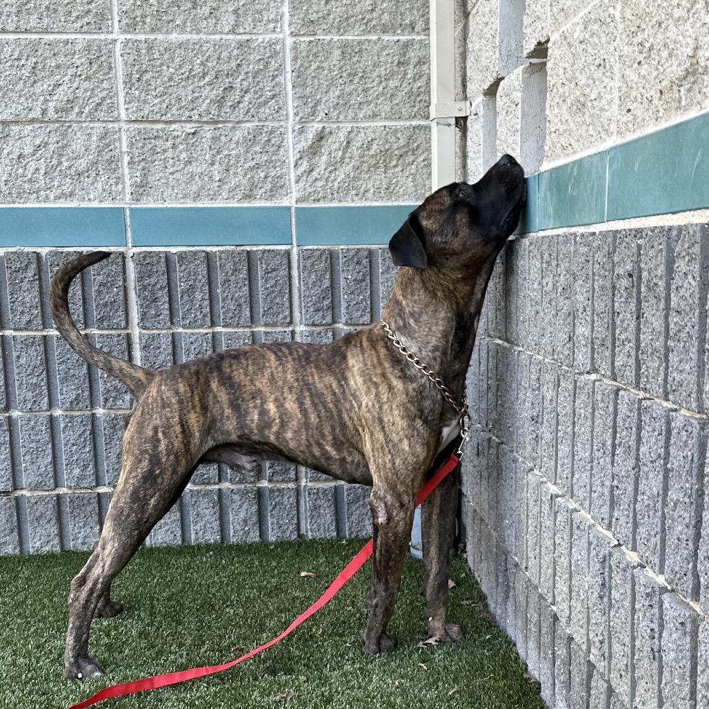 Bronson - ECAS, Adoptable, Adult Male Pit Bull Terrier.