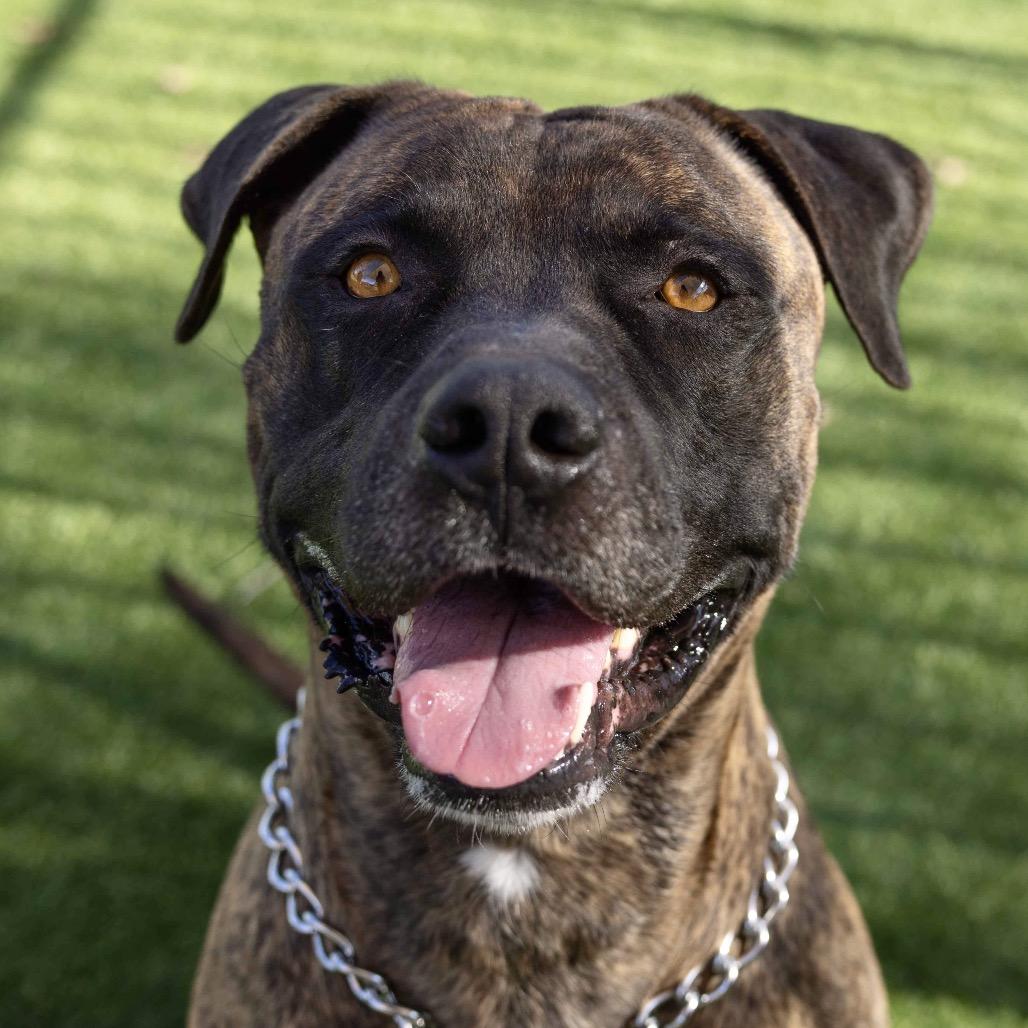 Enlarge Bronson - ECAS, a Adoptable mixed breed in Pleasanton, CA image 2/6