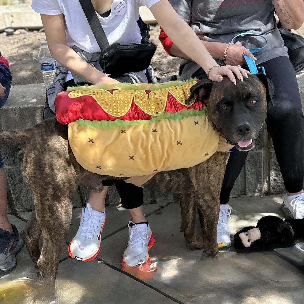 Enlarge Bronson - ECAS, a Adoptable mixed breed in Pleasanton, CA image 3/6