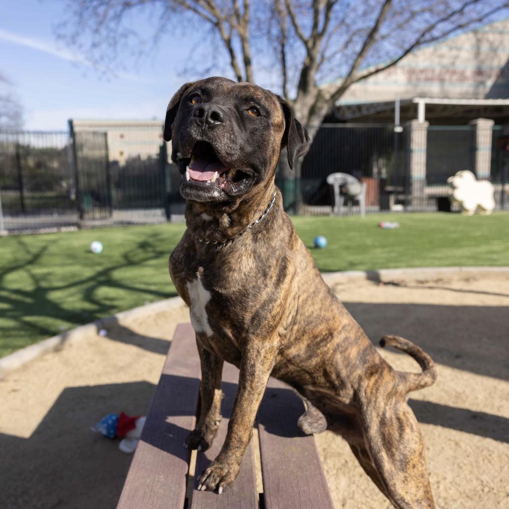 Enlarge Bronson - ECAS, a Adoptable mixed breed in Pleasanton, CA image 3/6