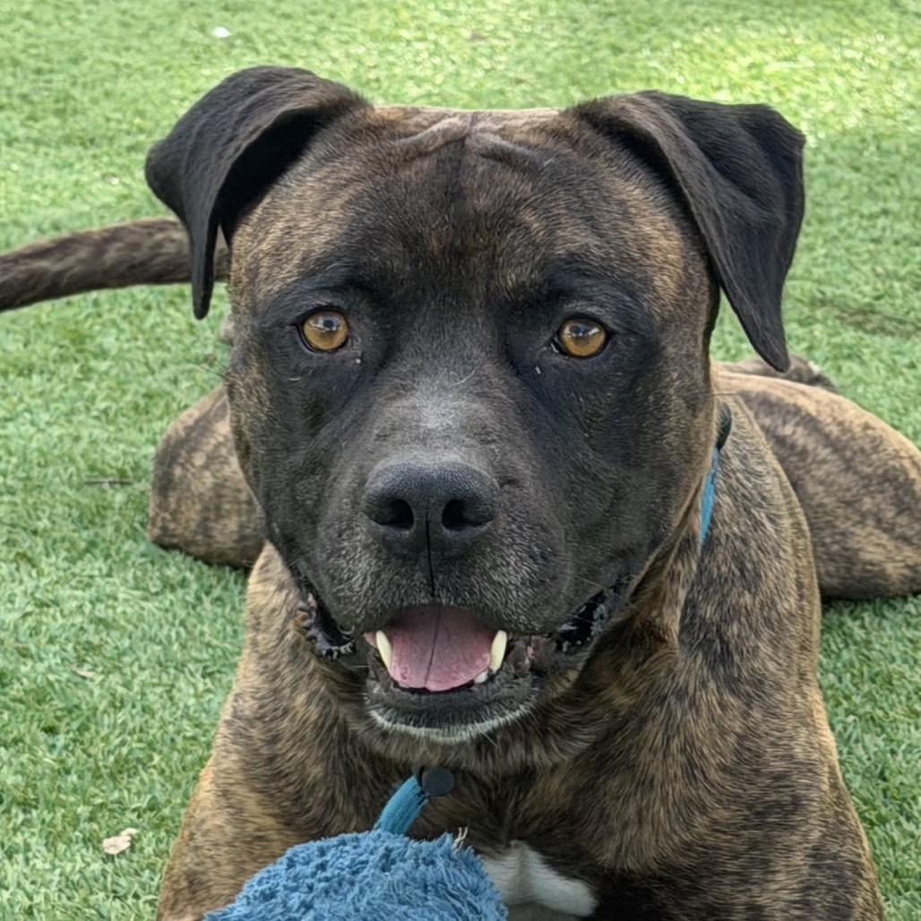 Enlarge Bronson - ECAS, a Adoptable mixed breed in Pleasanton, CA image 4/6