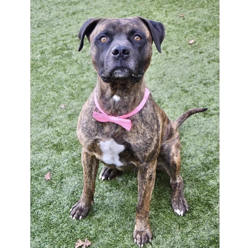 Enlarge Bronson - ECAS, a Adoptable mixed breed in Pleasanton, CA image 4/6