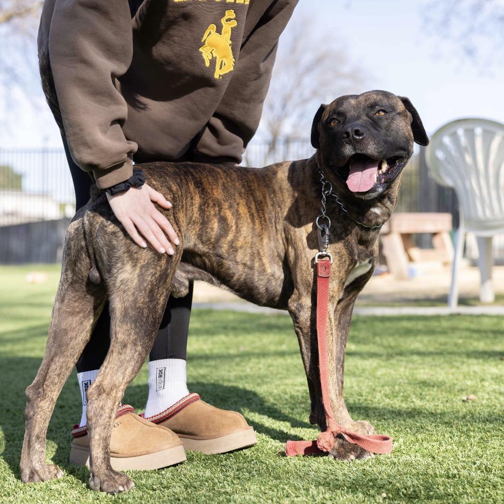 Enlarge Bronson - ECAS, a Adoptable mixed breed in Pleasanton, CA image 5/6