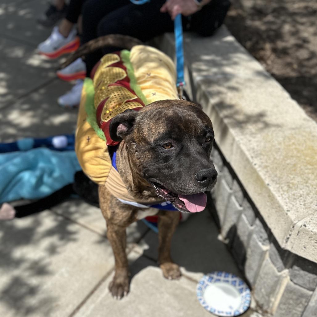 Enlarge Bronson - ECAS, a Adoptable mixed breed in Pleasanton, CA image 6/6