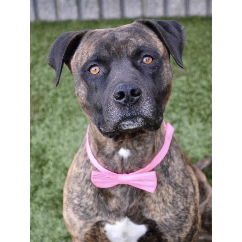 Enlarge Bronson - ECAS, a Adoptable mixed breed in Pleasanton, CA image 6/6