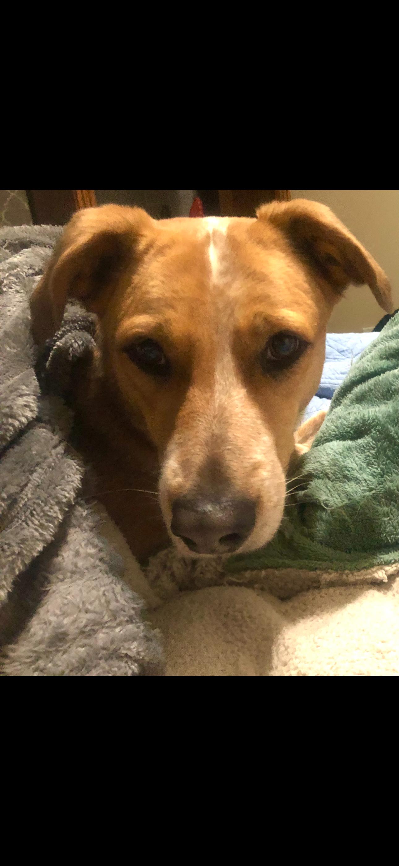 Mocha, Adoptable, Adult Female Australian Cattle Dog / Blue Heeler.