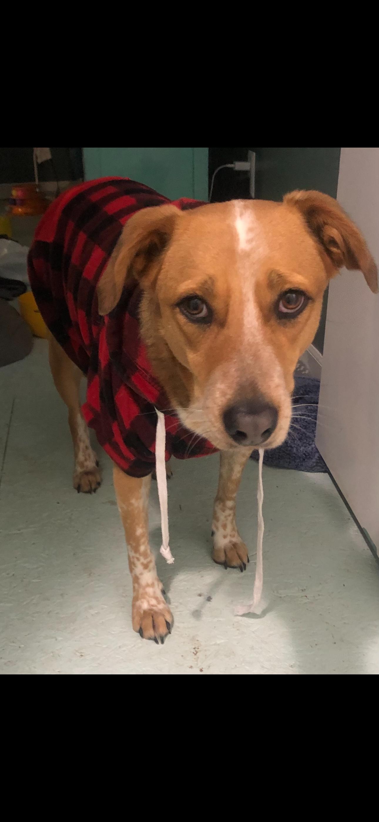 Enlarge Mocha, a Adoptable mixed breed in merrillville, IN image 2/6