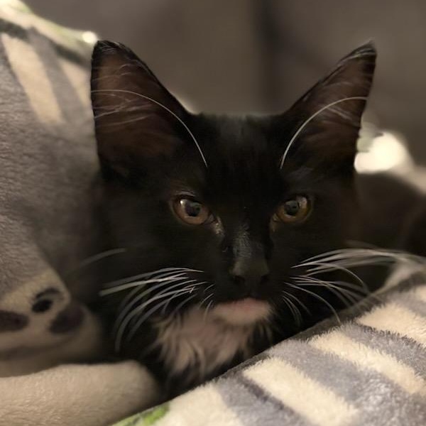 Fig (Female Kitten) Domestic Medium Hair Cat