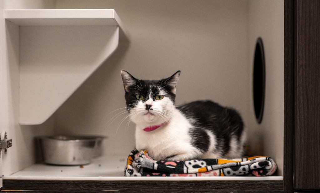 Odette, a Adoptable Domestic Short Hair in Frankfort, KY image 1/3