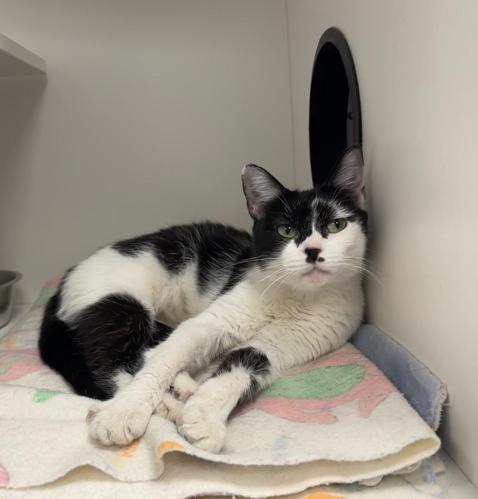 Odette, a Adoptable Domestic Short Hair in Frankfort, KY image 2/3