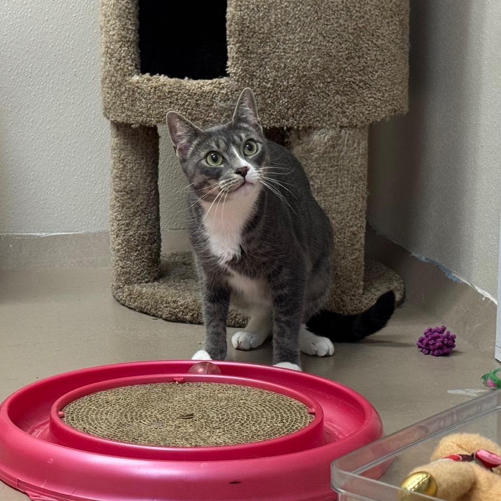Iris, a Adoptable Domestic Short Hair in Easton, PA image 1/6