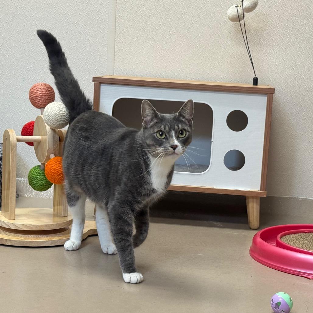 Iris, a Adoptable Domestic Short Hair in Easton, PA image 2/6