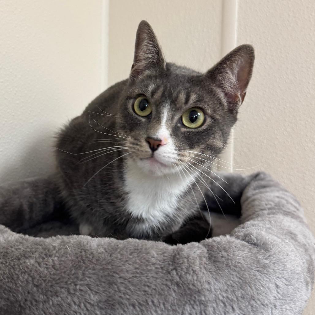 Iris, a Adoptable Domestic Short Hair in Easton, PA image 3/6