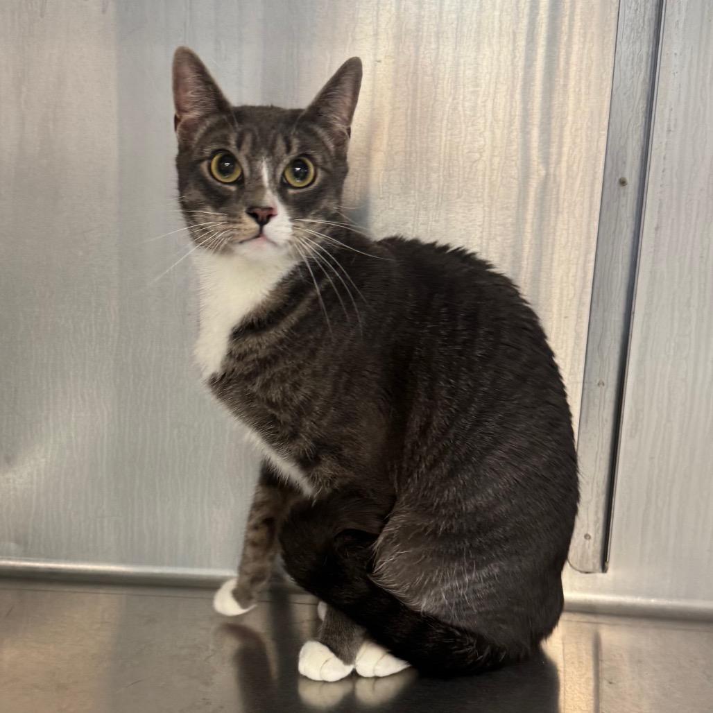 Iris, a Adoptable Domestic Short Hair in Easton, PA image 4/6