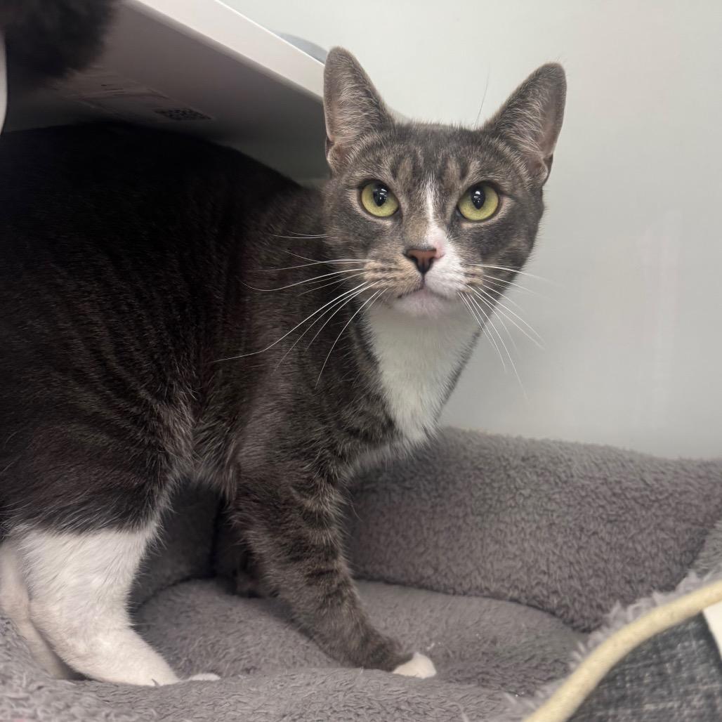 Iris, a Adoptable Domestic Short Hair in Easton, PA image 5/6