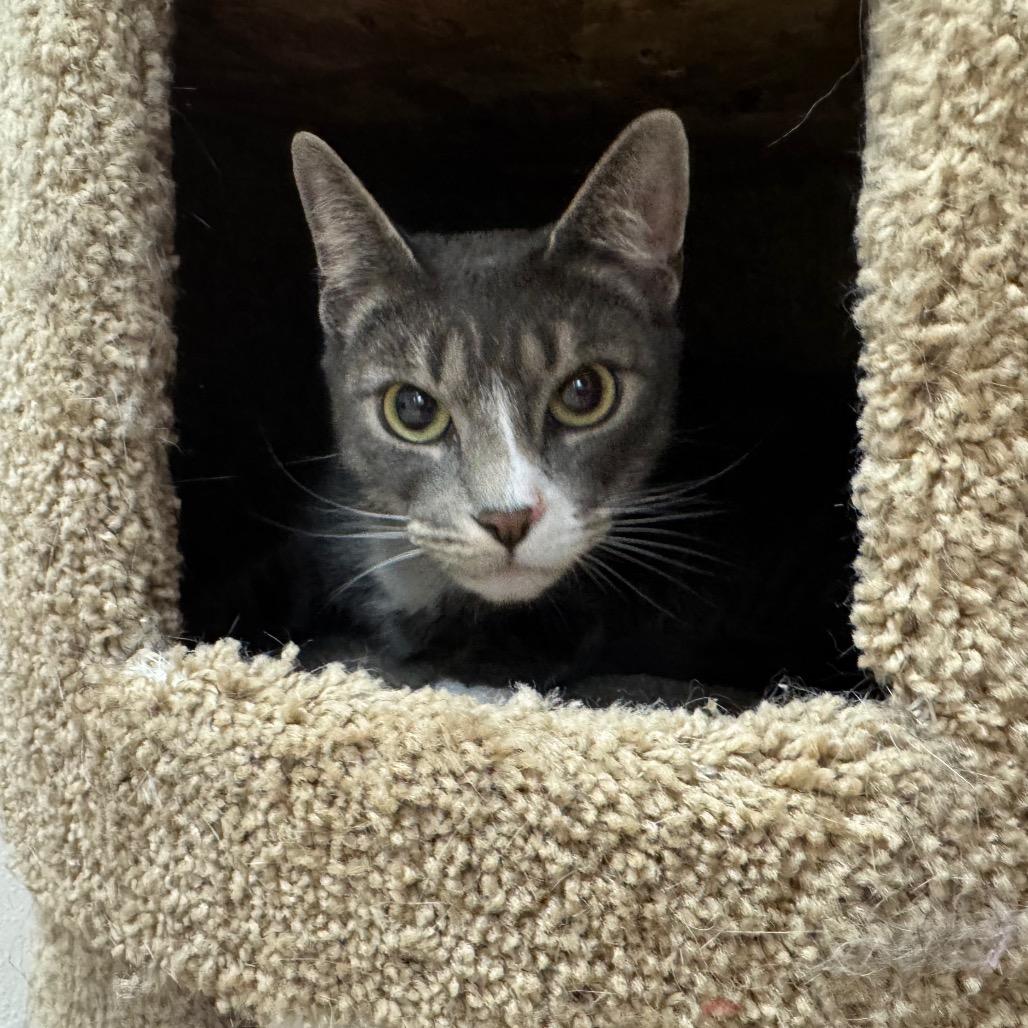 Iris, a Adoptable Domestic Short Hair in Easton, PA image 6/6
