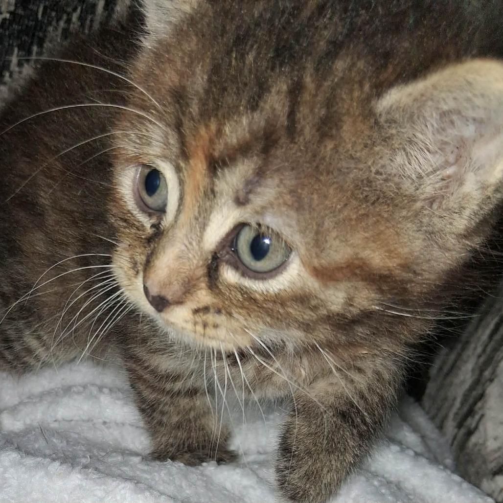 Freya, Adoptable, Kitten Female Domestic Medium Hair.