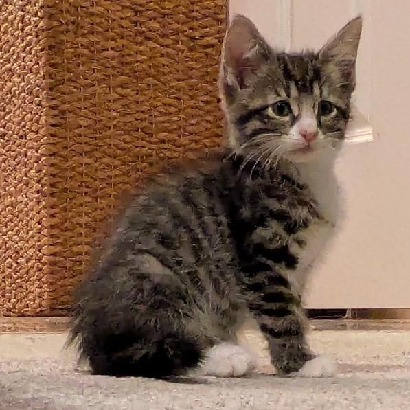 Squash, Adoptable, Kitten Male Domestic Short Hair.