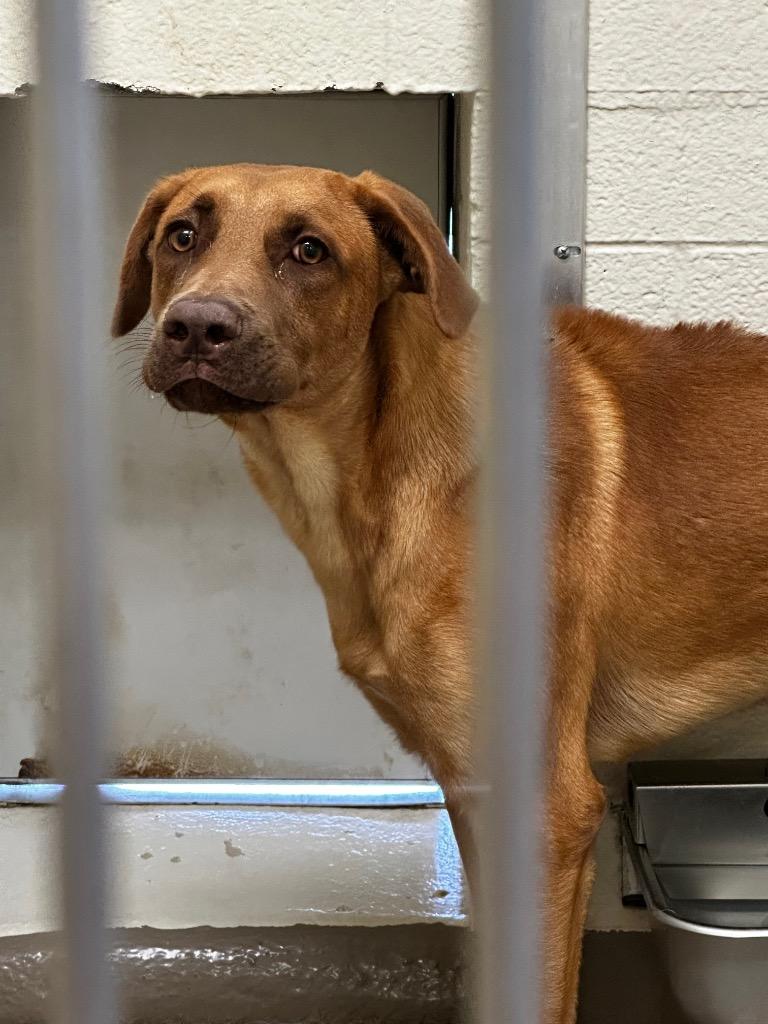 Enlarge Tabasco, a Adoptable mixed breed in Christiansburg, VA image 1/5