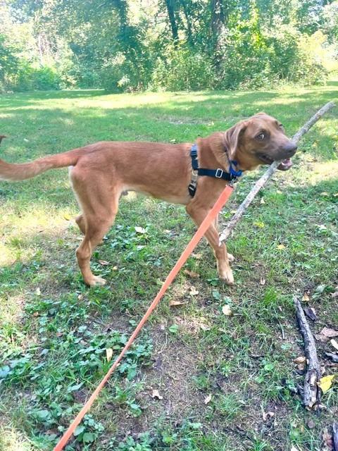 Enlarge Tabasco, a Adoptable mixed breed in Christiansburg, VA image 2/5