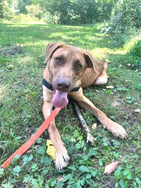 Enlarge Tabasco, a Adoptable mixed breed in Christiansburg, VA image 3/5
