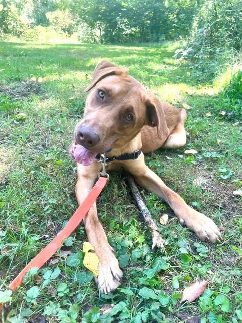 Enlarge Tabasco, a Adoptable mixed breed in Christiansburg, VA image 4/5