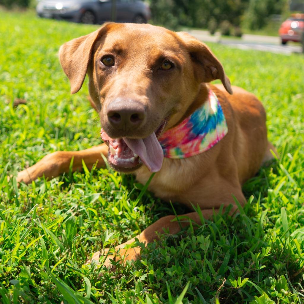 Enlarge Tabasco, a Adoptable mixed breed in Christiansburg, VA image 5/5