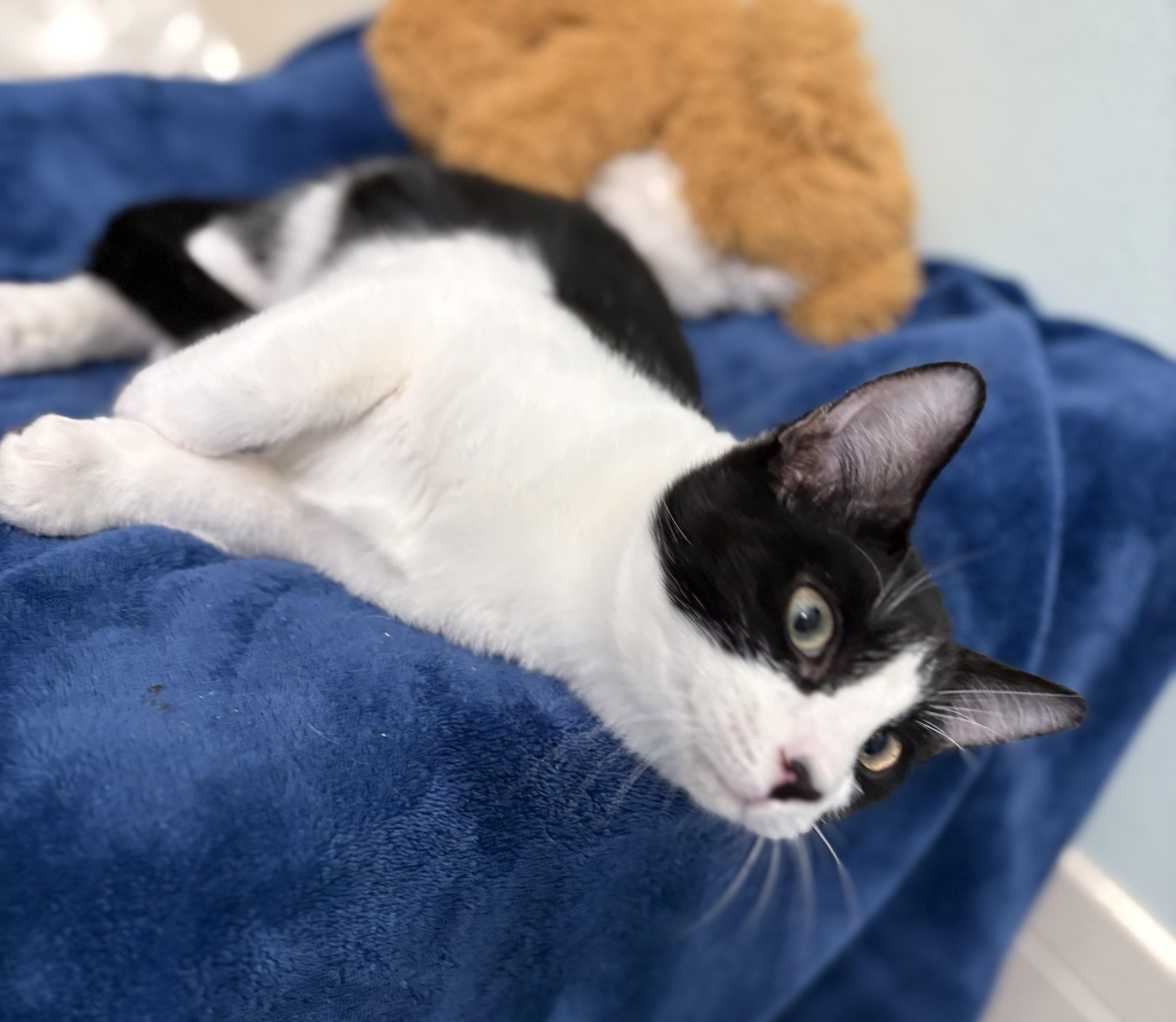 Enlarge Murray, an adopted Domestic Short Hair in Brooksville, FL image 4/5