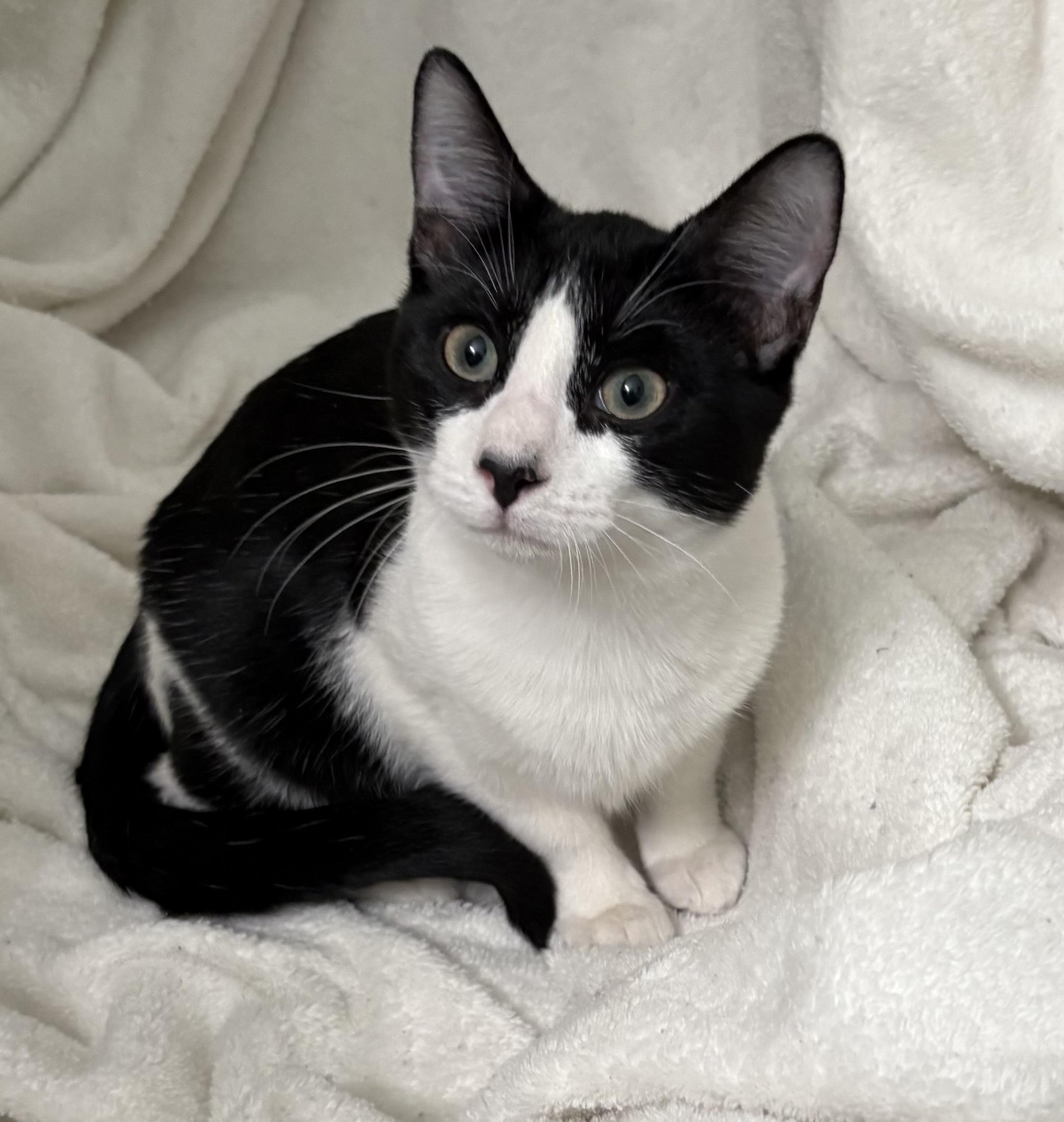 Enlarge Murray, an adopted Domestic Short Hair in Brooksville, FL image 2/5