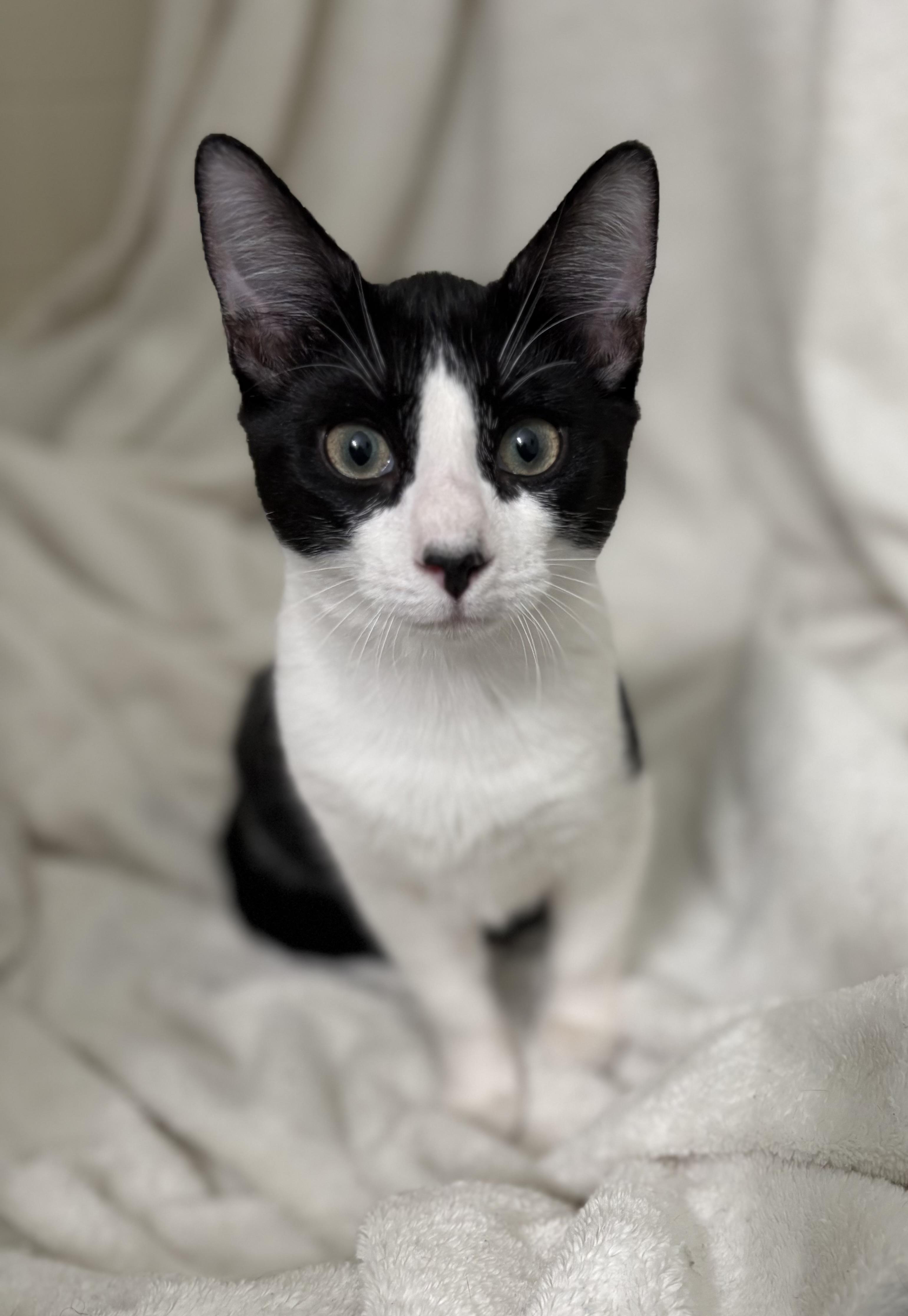 Enlarge Murray, an adopted Domestic Short Hair in Brooksville, FL image 5/5